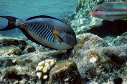 Encounter the Sohal Surgeonfish in the Red Sea