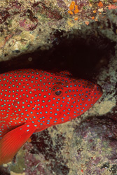 Fascinating Jewel Grouper in the Coral Reef Habitat