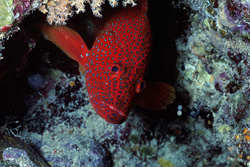 Fascinating Jewel Grouper in its Natural Habitat