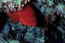 Experience the Jewel Grouper in Its Natural Habitat