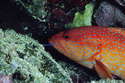 Discover the colorful jewel grouper in Egypt's coral reefs