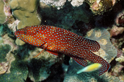 Immerse Yourself in the World of the Jewel Grouper in the Coral Reef of Egypt