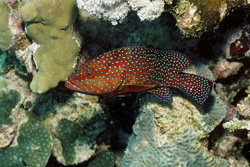 Fascinating jewel grouper (Cephalopholis miniata) spotted in the coral reef