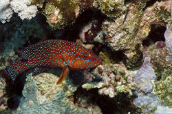 Colorful Jewel Grouper in Egypt's Coral Reefs
