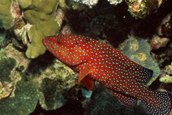Discover the Beauty of the Jewel Grouper in the Red Sea