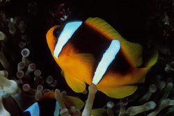 Captivating Red Sea Anemonefish in its Natural Habitat