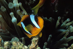 Experience the fascinating anemonefish symbiosis in the Red Sea