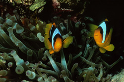 Captivating shot of Red Sea anemonefish in clear water