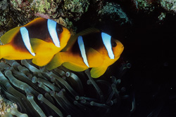 Fascinating Red Sea Anemonefish in its Natural Habitat
