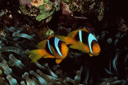 Captivating shot of Red Sea anemonefish in their natural habitat