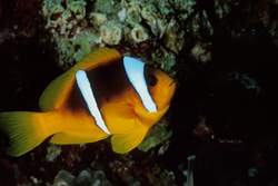 Fascinating Red Sea Anemonefish in the breathtaking underwater world