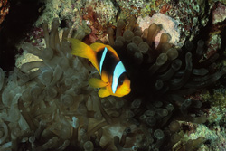 Fascinating Red Sea anemonefish in the underwater world of the Red Sea
