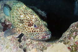Brown-spotted Grouper