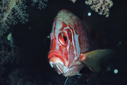 Giant squirrelfish - The impressive inhabitant of the coral reefs off Ras Mohammad