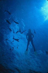 Experience the Magic of the Underwater World: Diver in the Backlight