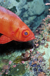 Discover the Common Bigeye in the Red Sea