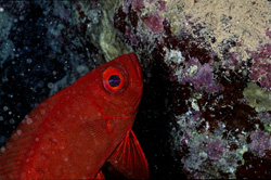 Découvrez le monde fascinant du bar commun à gros yeux dans la mer Rouge