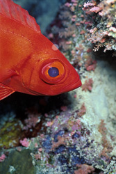 Impressive Common Bigeye in the Red Sea off Ras Mohammad, Egypt