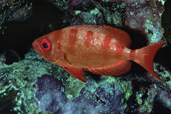 Fascinating Common Bigeye in the Red Sea