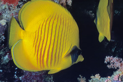 Butterflyfish