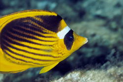 Dive into the world of the Raccon butterflyfish in the Red Sea