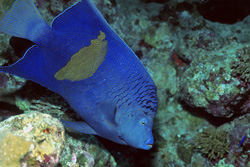 Arabian Emperor Fish