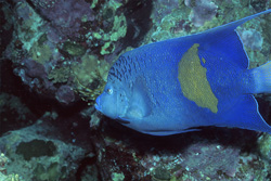 Impressive Arabian Angelfish in its Natural Habitat