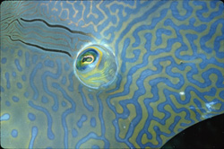 Ein majestätischer Napoleon-Lippfisch im Roten Meer entdeckt