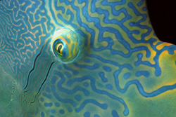 The Impressive Eye of the Humphead Wrasse (Cheilinus undulatus)