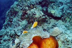 Fascinating pink anemonefish surrounded by a colorful anemone