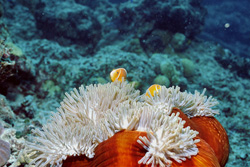 Fascinating pink anemonefish surrounded by an anemone on the reef slope in Fiji