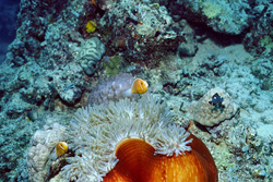 Fascinating pink anemonefish in a colorful underwater world