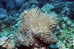 Fascinating pink anemonefish in the anemone at a drop off