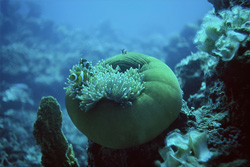 Necklace Anemonefish