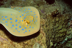 The top of the blue spotted ray is ochre with round and oval spots in a beautiful light blue.