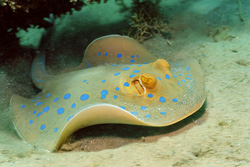 Blue-spotted Ray