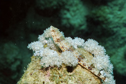 Lizardfish
