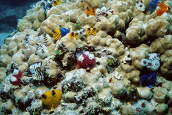 Immerse Yourself in the World of Colorful Christmas Tree Worms on the Coral Reef