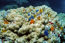 Fascinating Christmas tree worms on a coral reef in the South Pacific