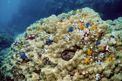Colorful Christmas Tree Worms on a Coral Block in Fiji
