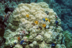 Colorful Christmas Tree Worms Settled on a Coral in the South Pacific