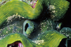 Discover the Impressive Giant Clam in Ras Mohammad National Park