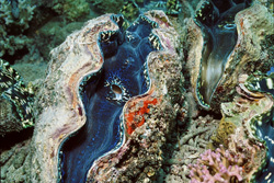 Fascinating Giant Clam - Underwater Wonder of Nature