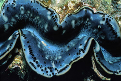 Shells