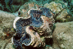 Impressive Giant Clam in its Natural Habitat