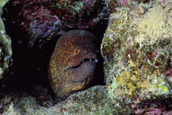Giant Moray Eel, also known as Gymnothorax javanicus