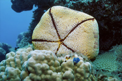 Discover the Unique Beauty of the Cushion Star in the Waters of Fiji