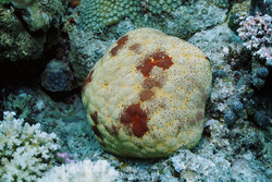 Explore the Fascinating World of the Cushion Star in Fiji