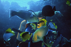 Spectacular diver surrounded by a shoal of exotic fish in the Red Sea