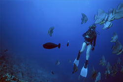 Fascinating Underwater World: Diver surrounded by a shoal of colorful fish